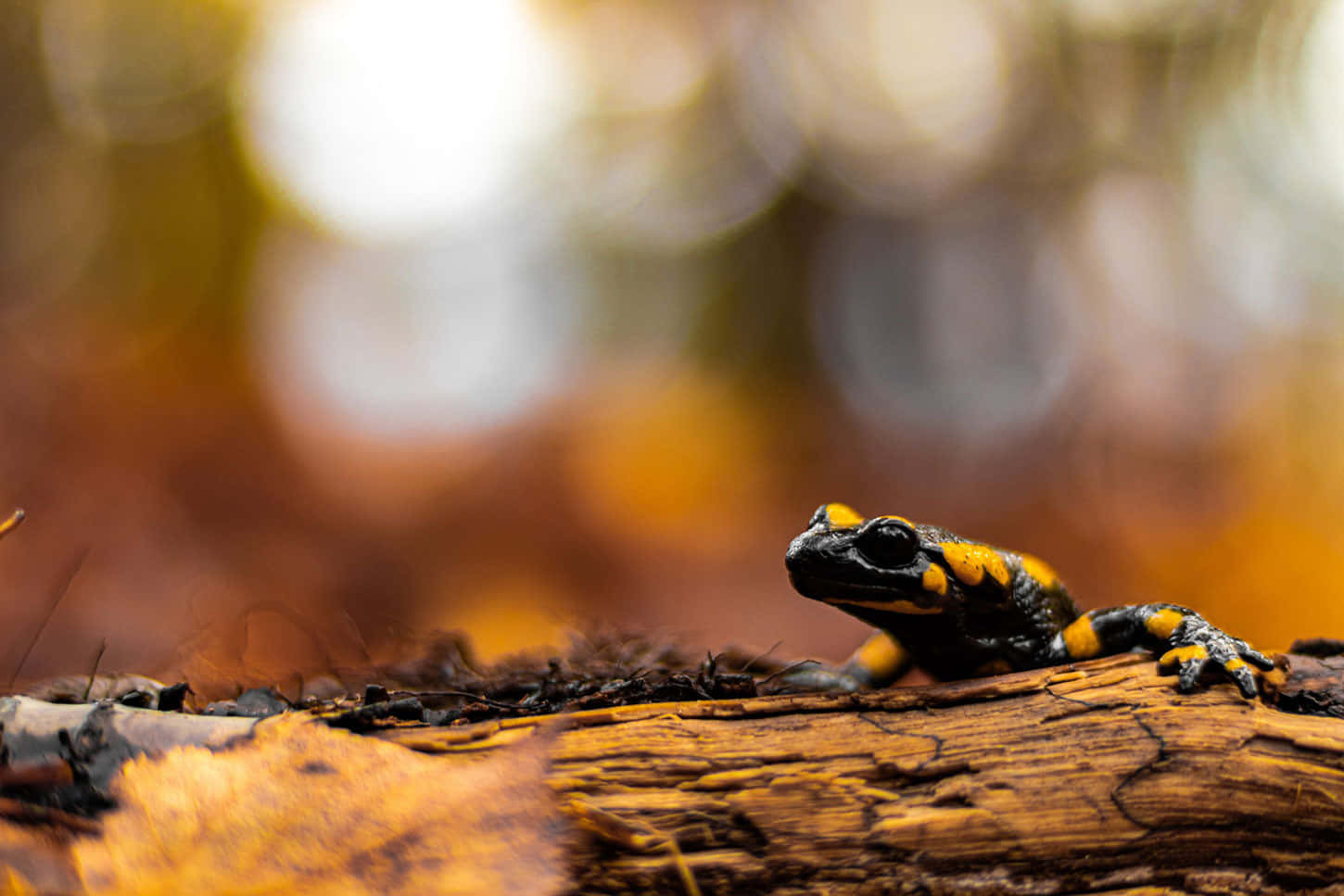 Fire Salamanderin Autumn Forest Wallpaper