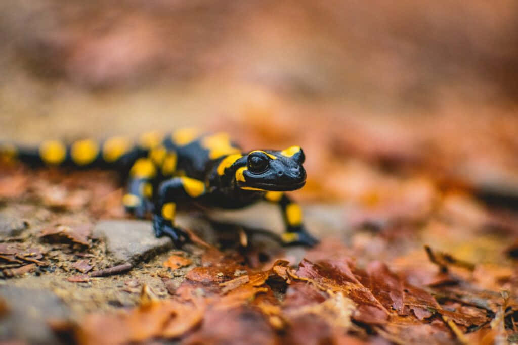 Fire Salamanderin Forest Floor Wallpaper