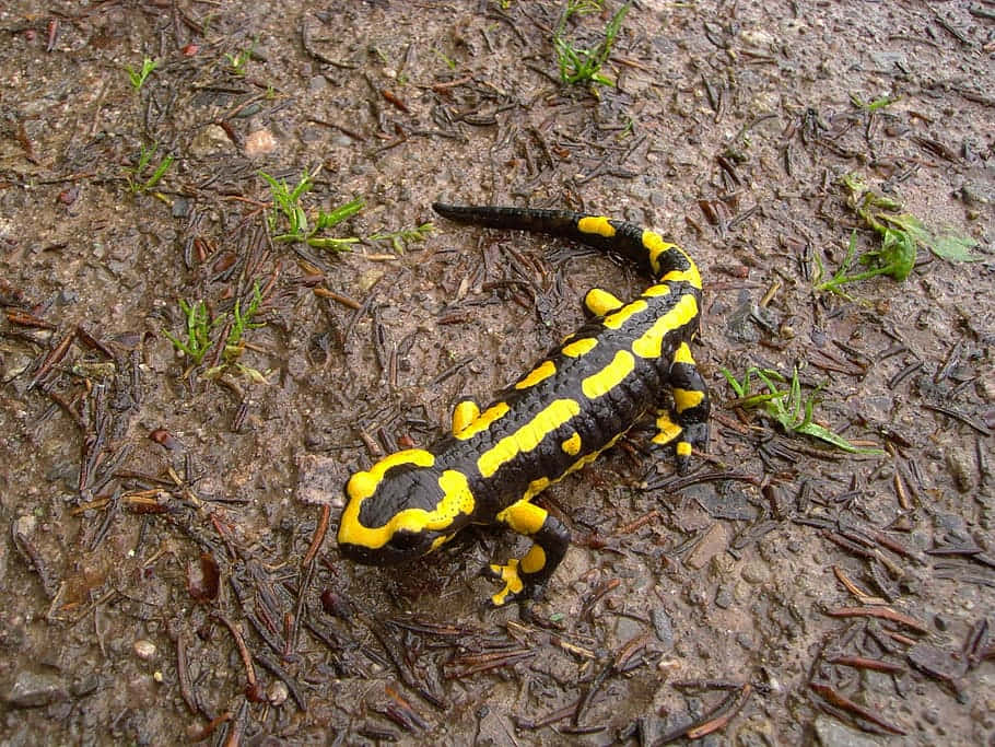 Fire Salamanderin Natural Habitat.jpg Wallpaper