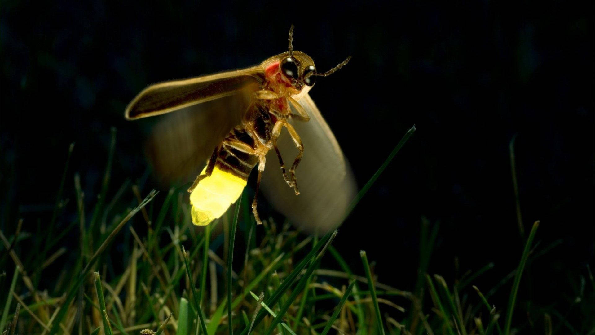 Fireflies Fly Wallpaper