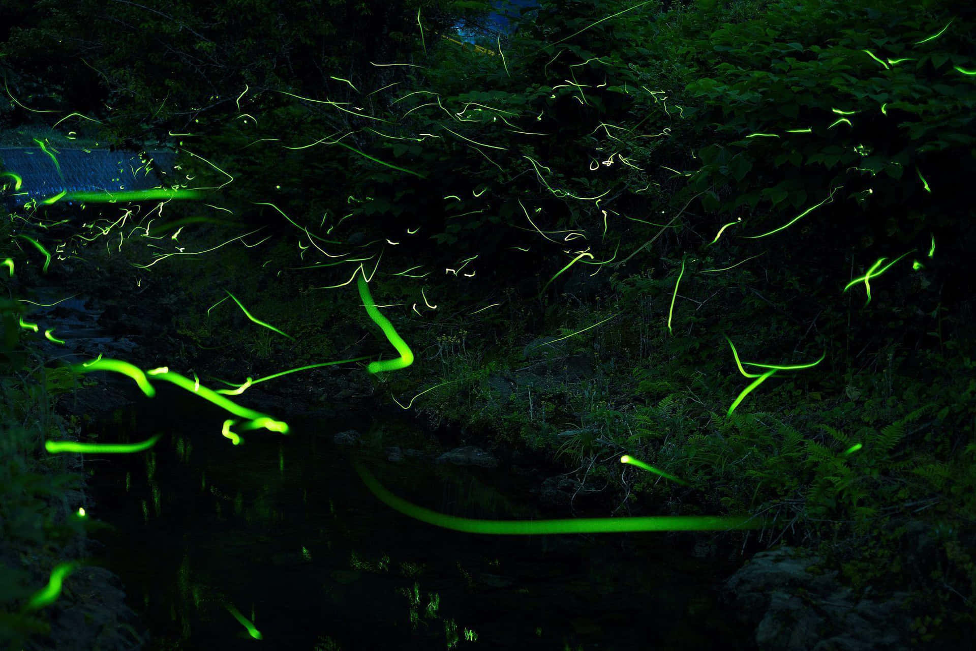 Firefly Hd On Grass Wallpaper