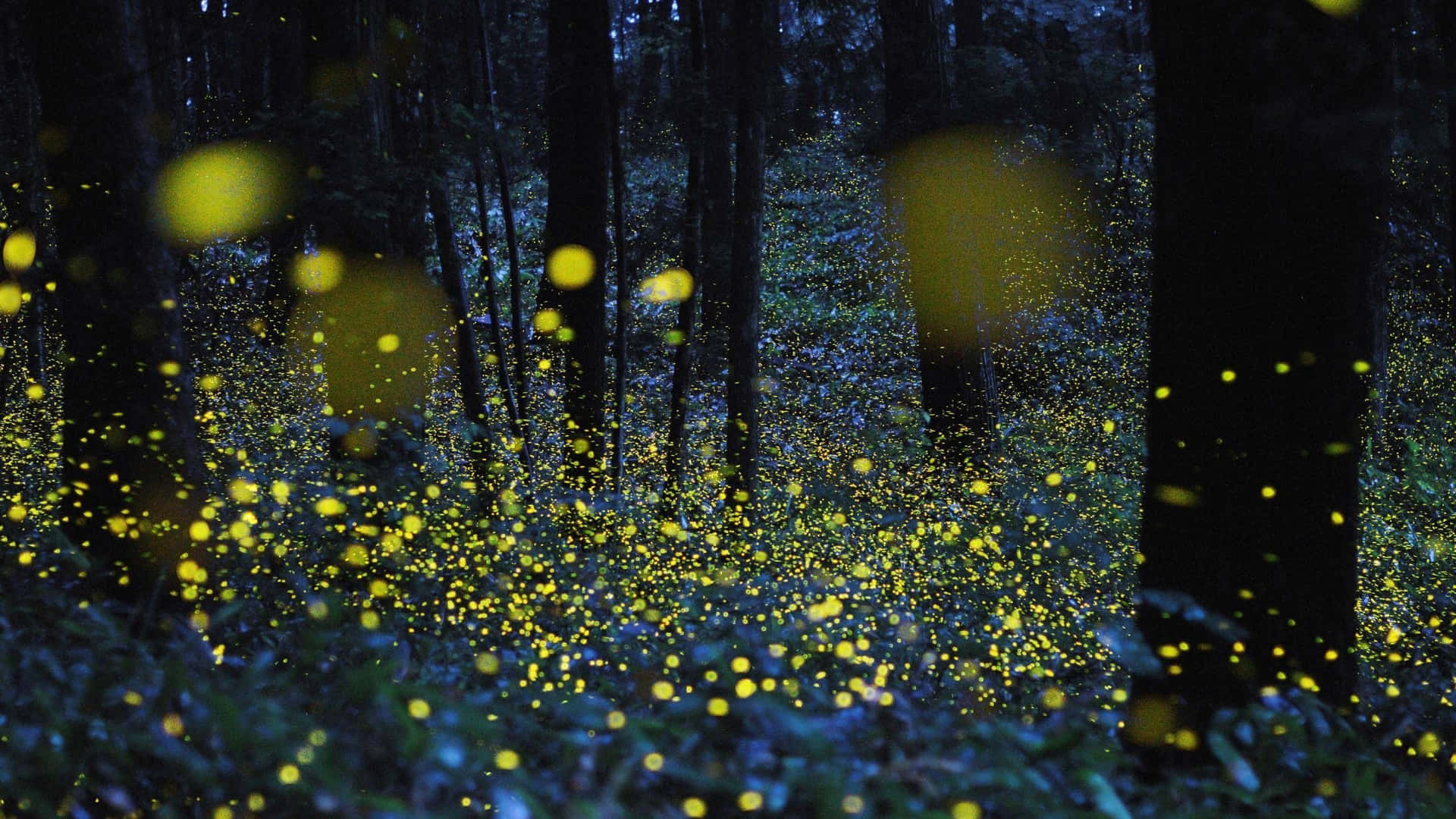 Fireflies In The Forest At Night Wallpaper