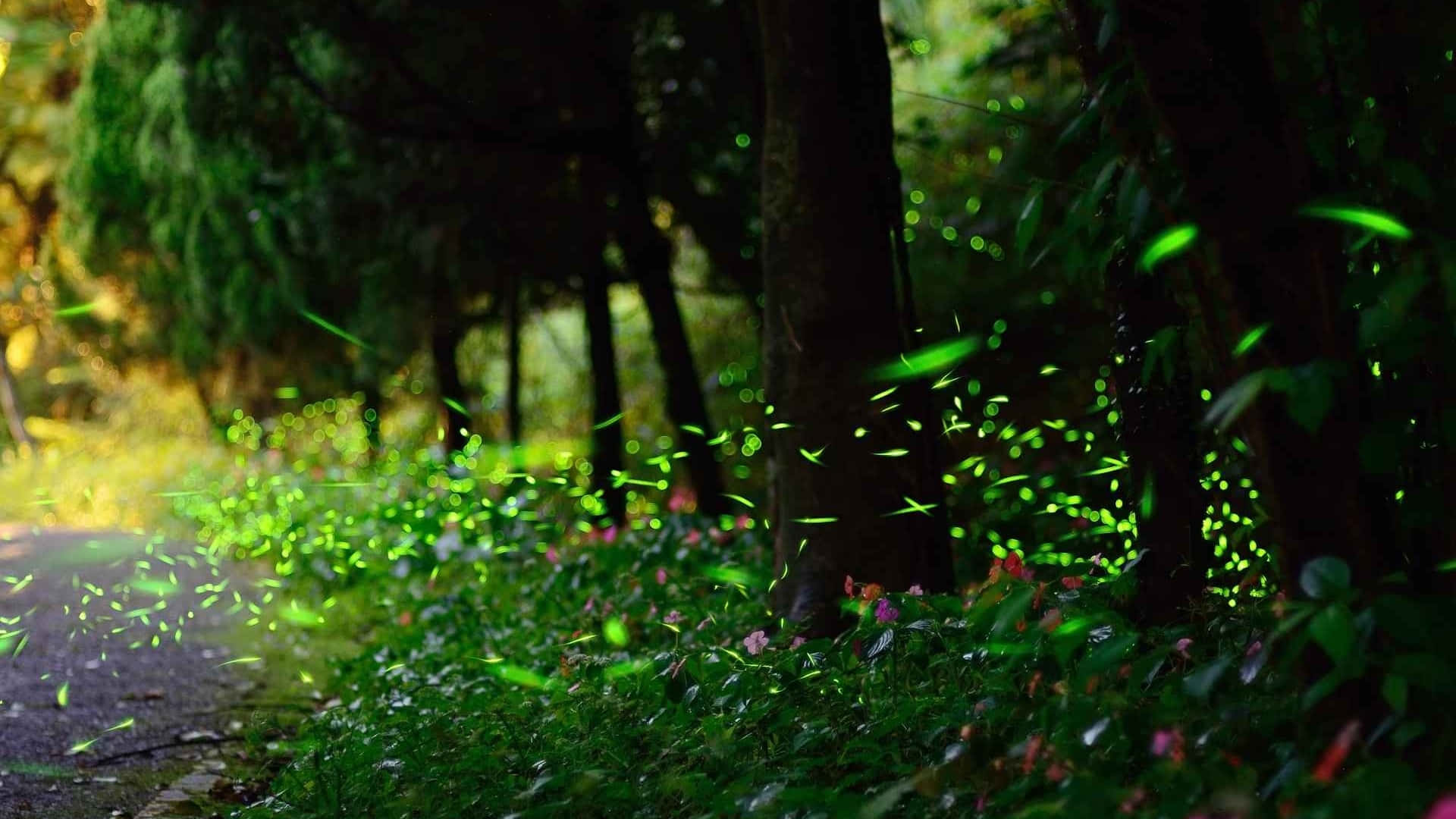 Stand Out From the Crowd with Firefly HD Wallpaper