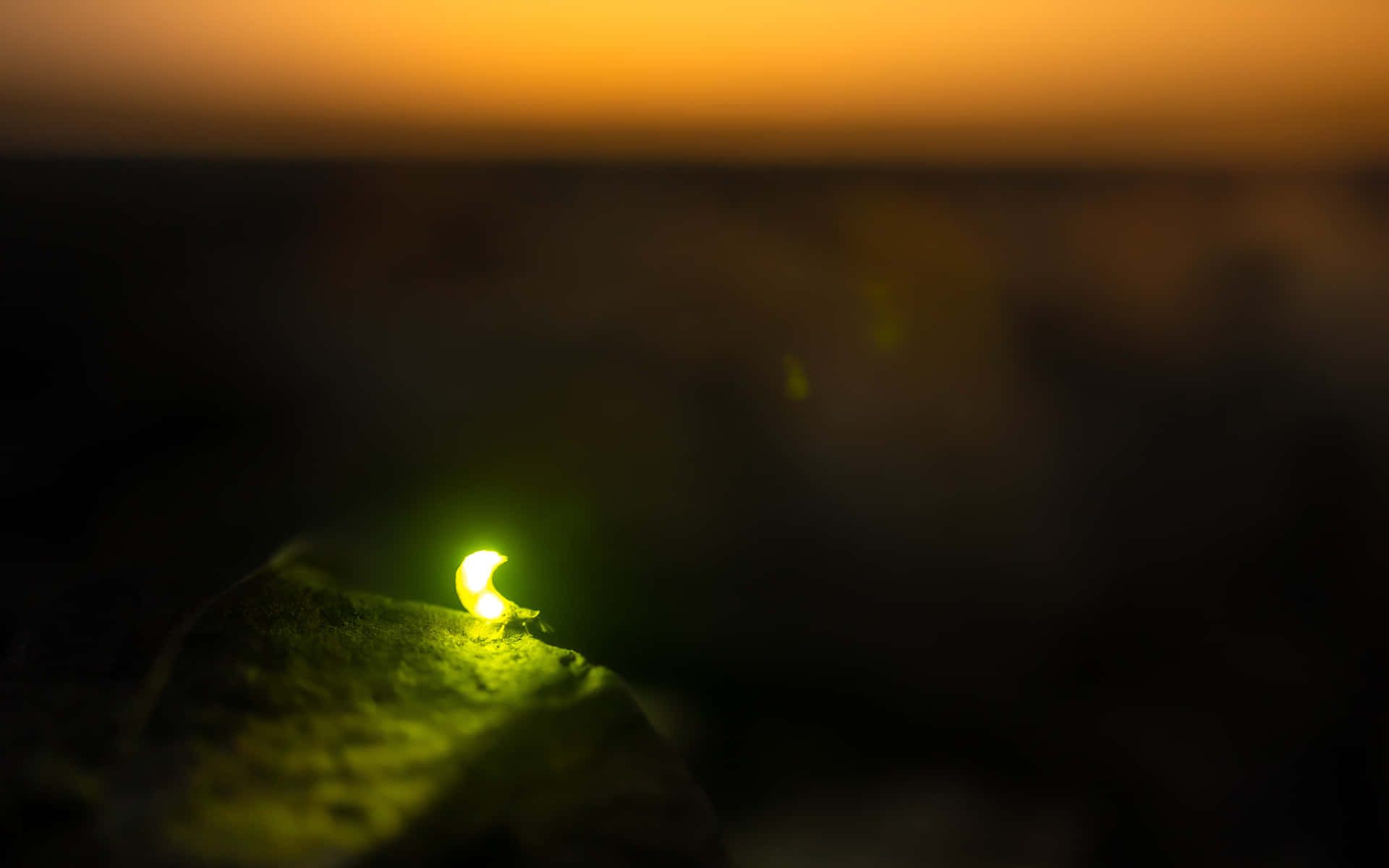 "Discover the natural beauty of wild fireflies" Wallpaper