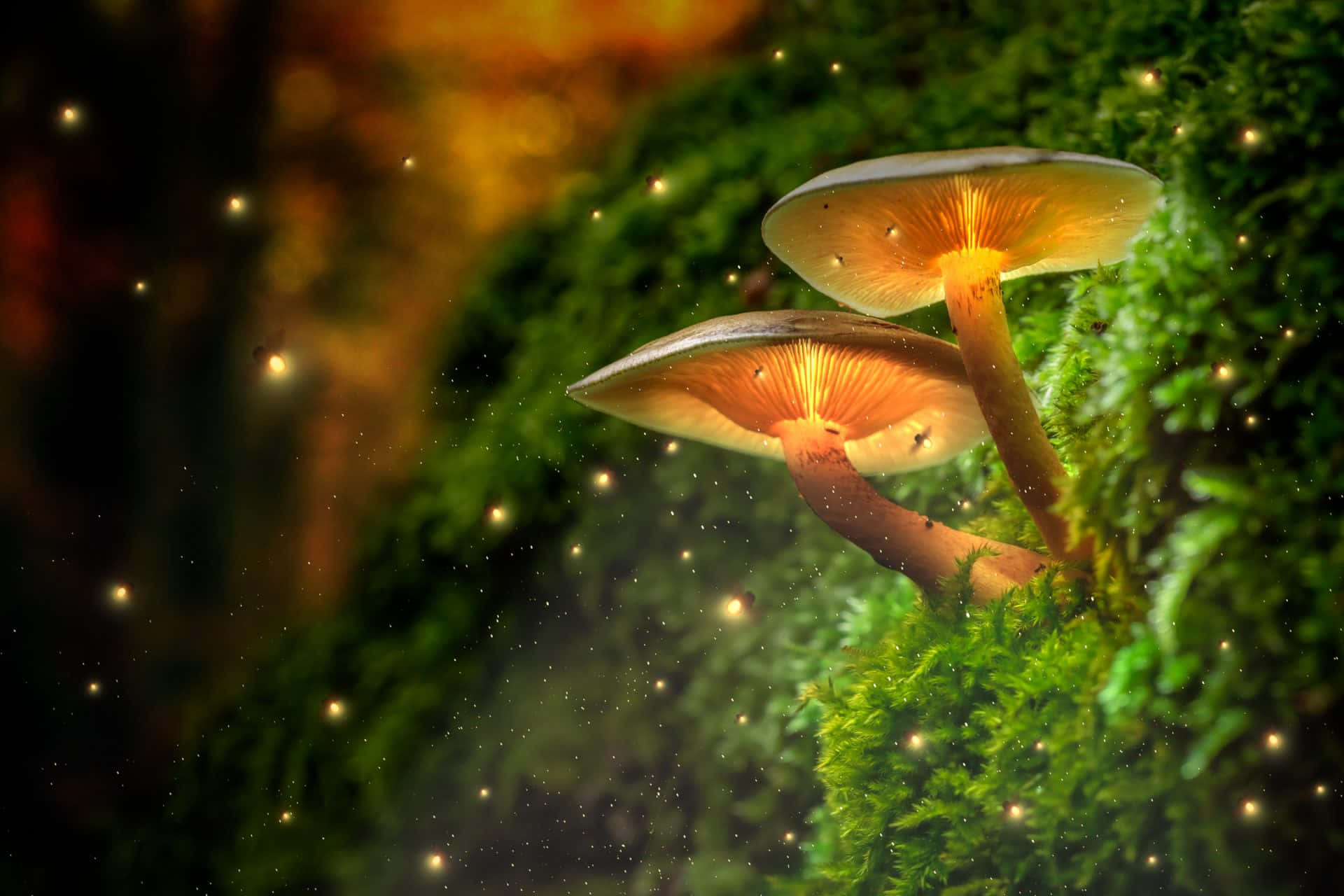 Two Mushrooms On A Mossy Wall With A Glowing Light Wallpaper