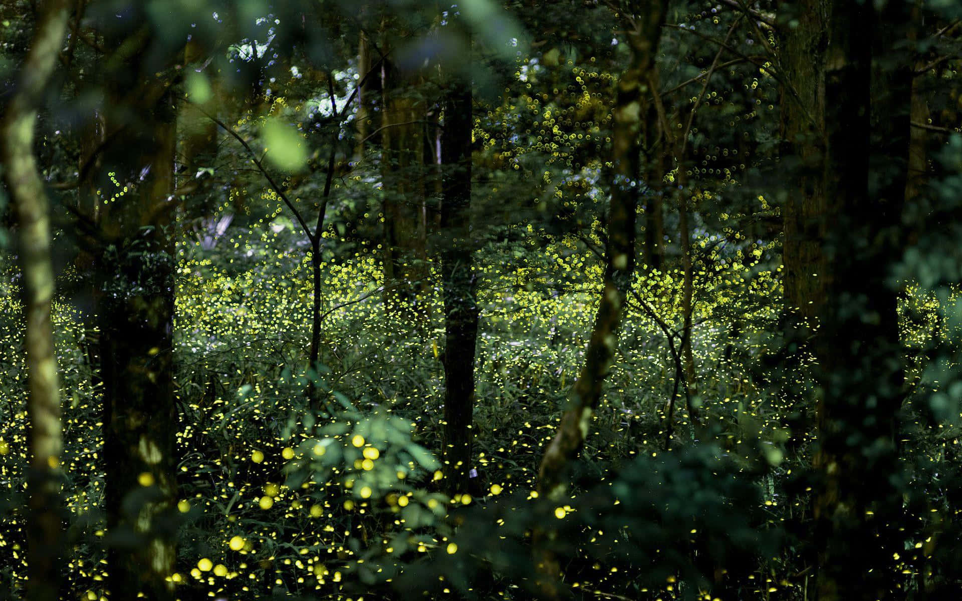 Fireflyhd Forest View - Veduta Hd Della Foresta Con Lucciole Sfondo