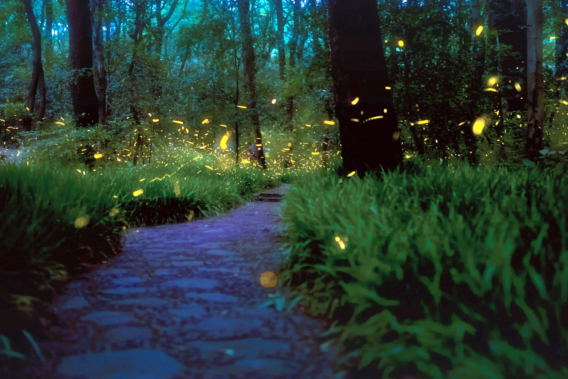 "Beautiful display of vibrant fireflies in nature" Wallpaper