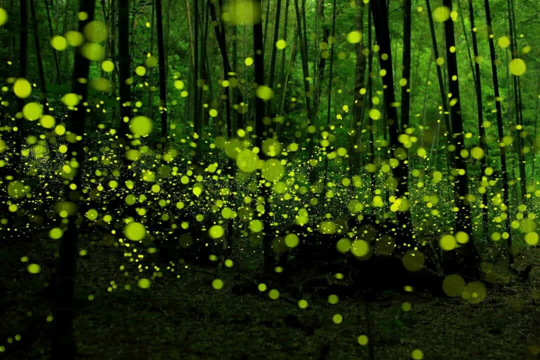 Genießeden Wunderschönen Wald, Der Von Glühwürmchen Beleuchtet Wird. Wallpaper