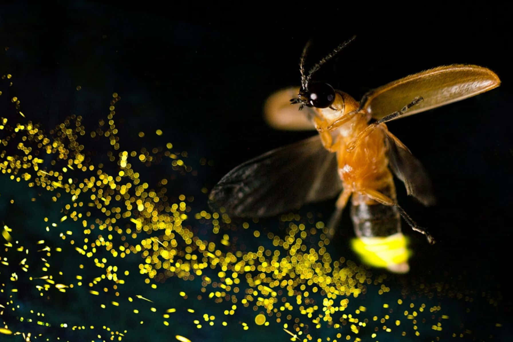 Firefly Illuminationin Flight Wallpaper