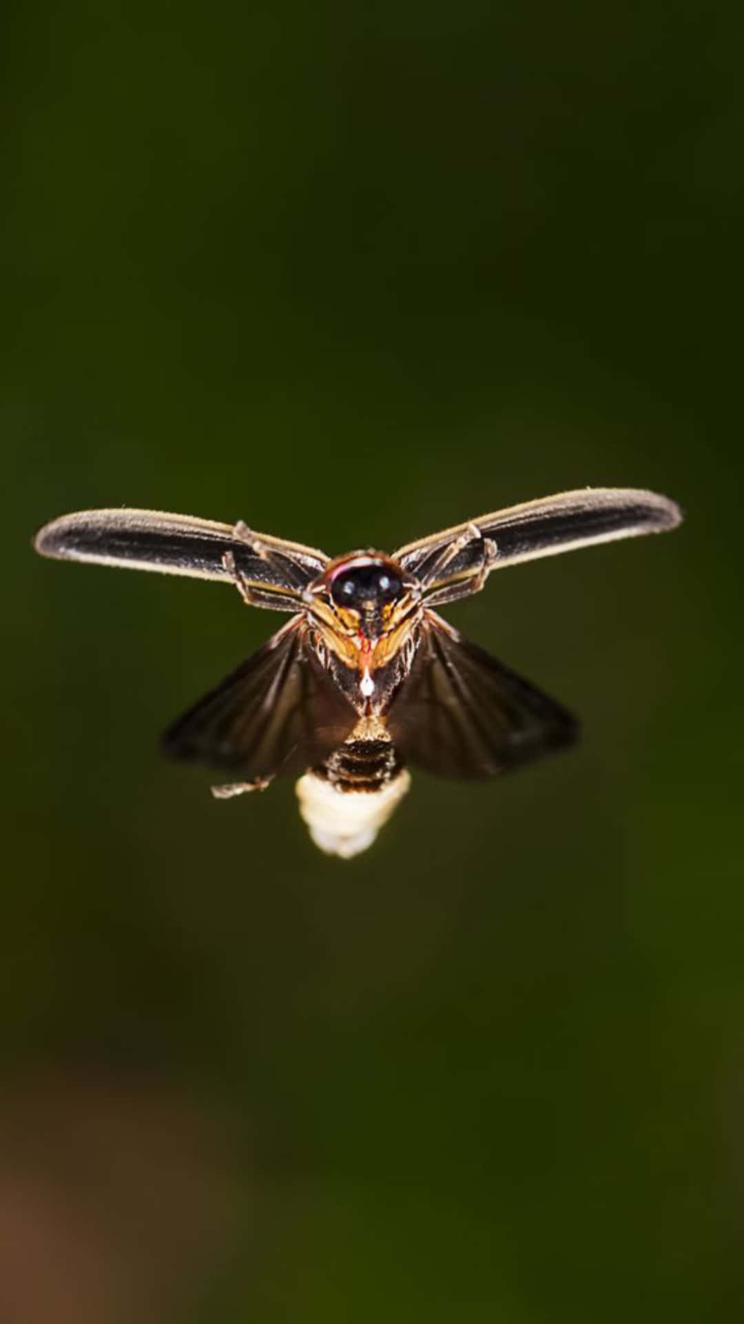 Firefly In Flight Glowing Tail Wallpaper