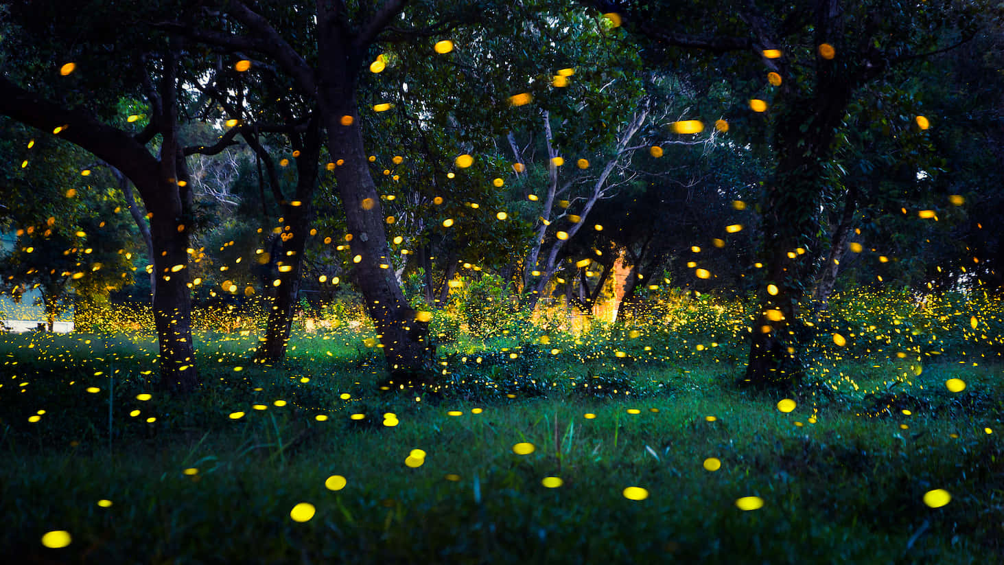 Glimmer of Fireflies Bring the Evening Alive
