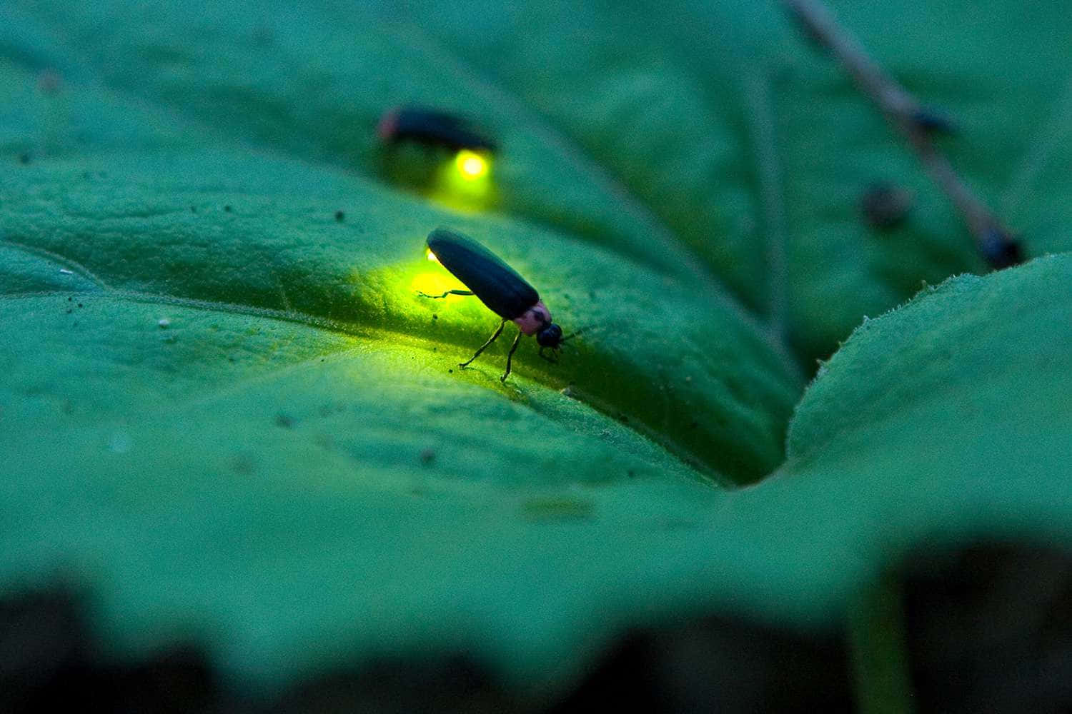 Illuminate the night with fireflies