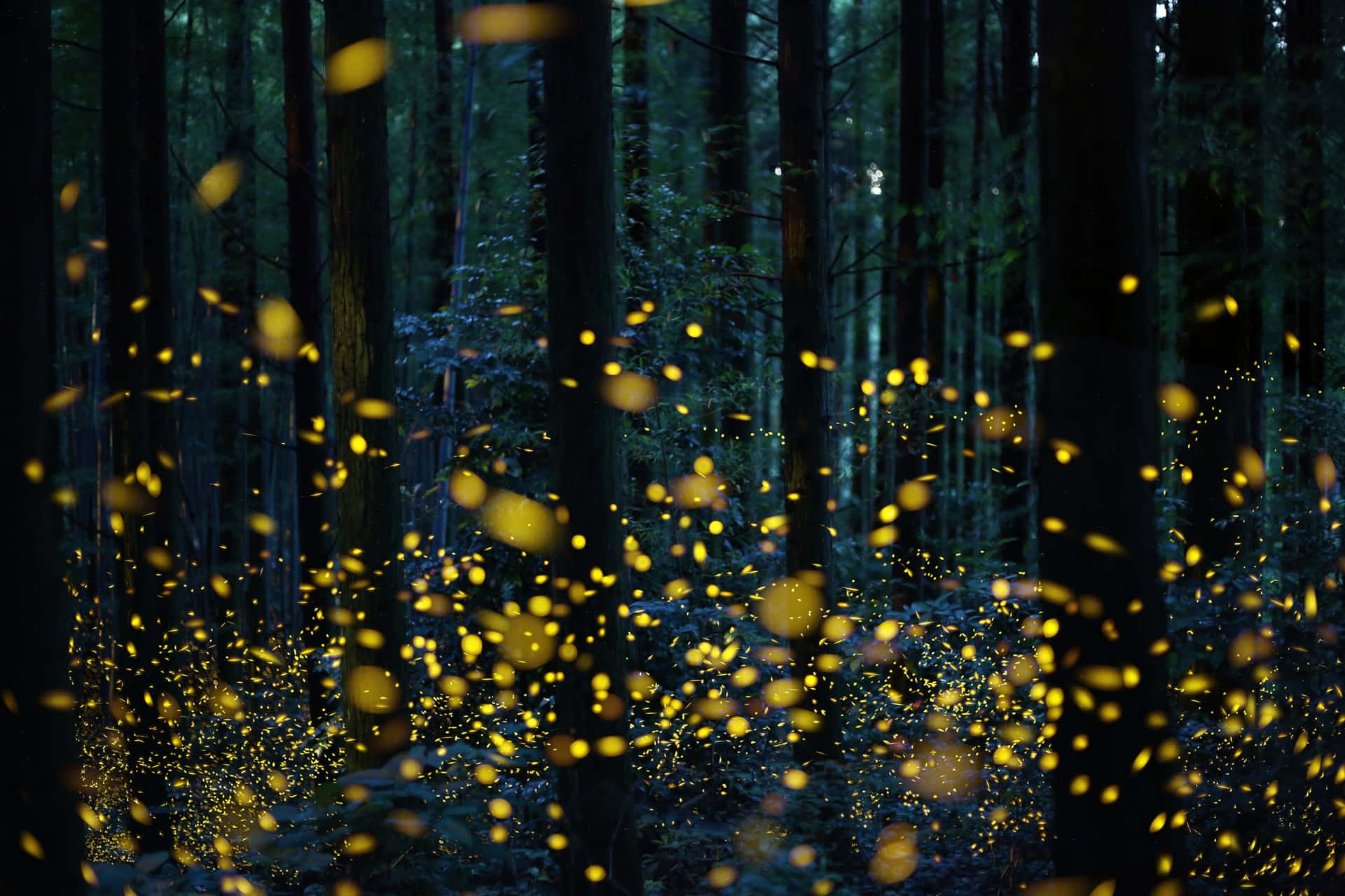 Fireflies In The Forest