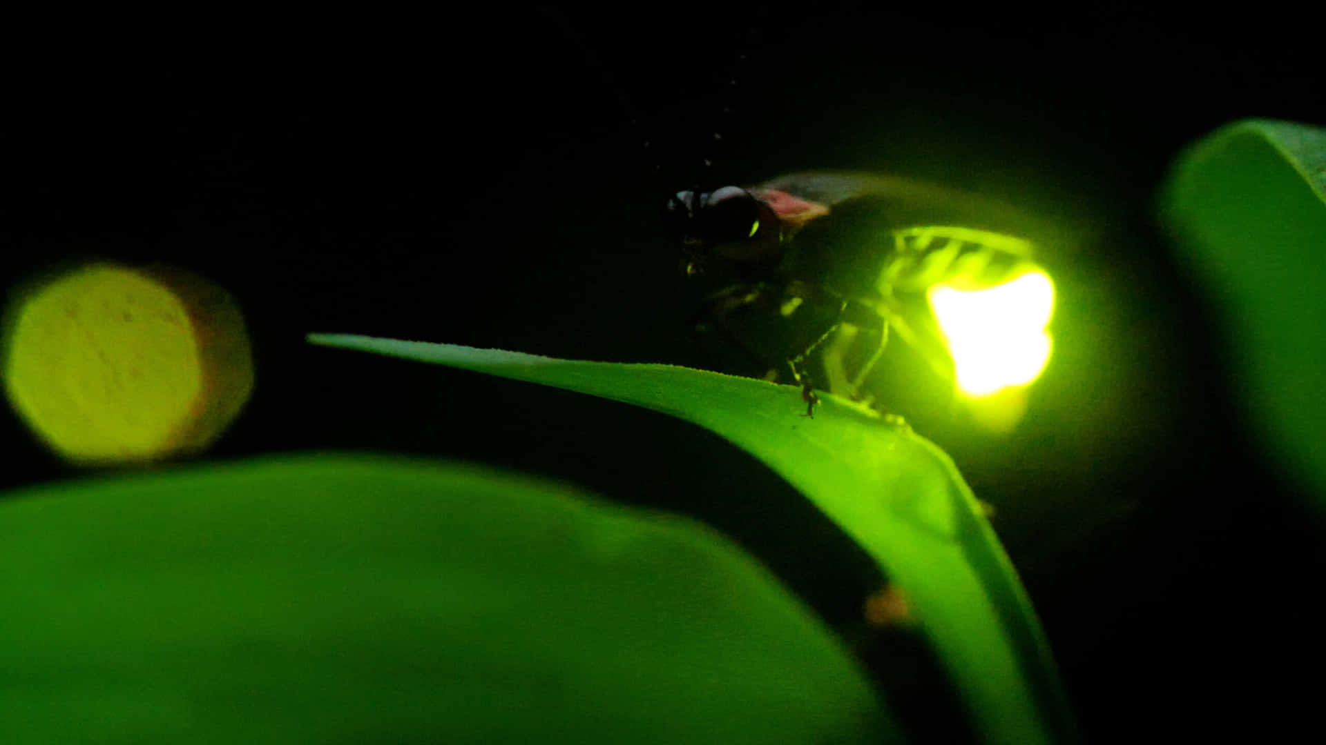 An incandescent display of fireflies, reminding us of the hope of warmer days to come.
