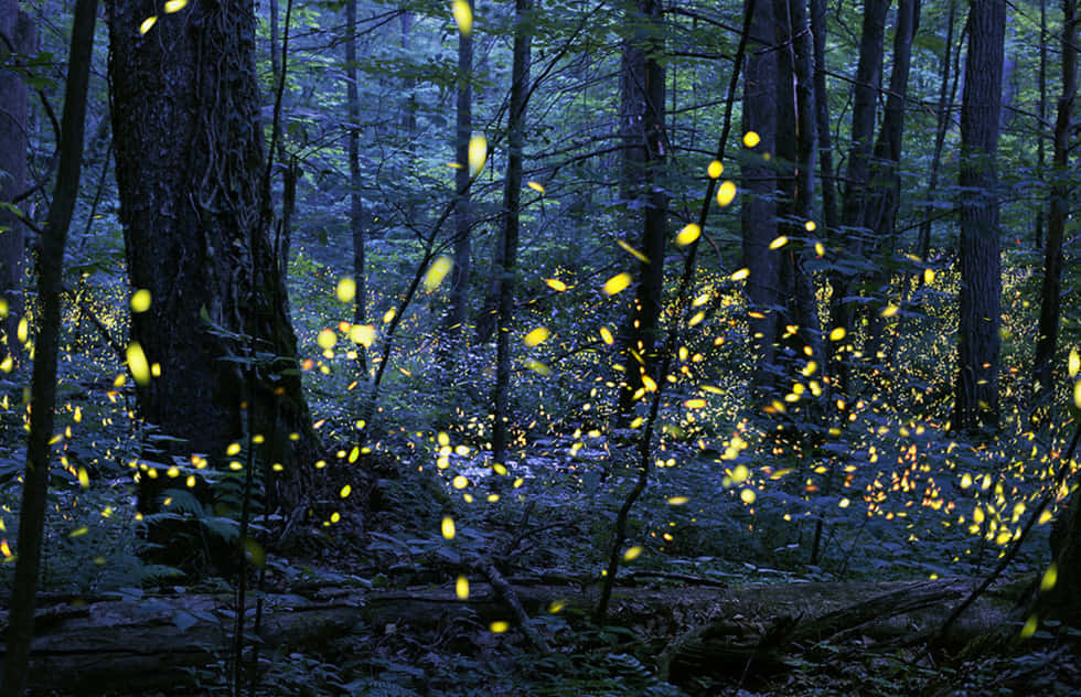 Illuminate your day with fireflies