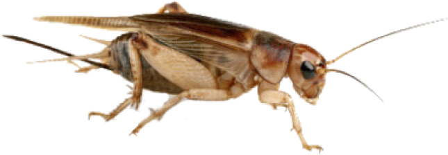 Firefly_ Closeup.png PNG