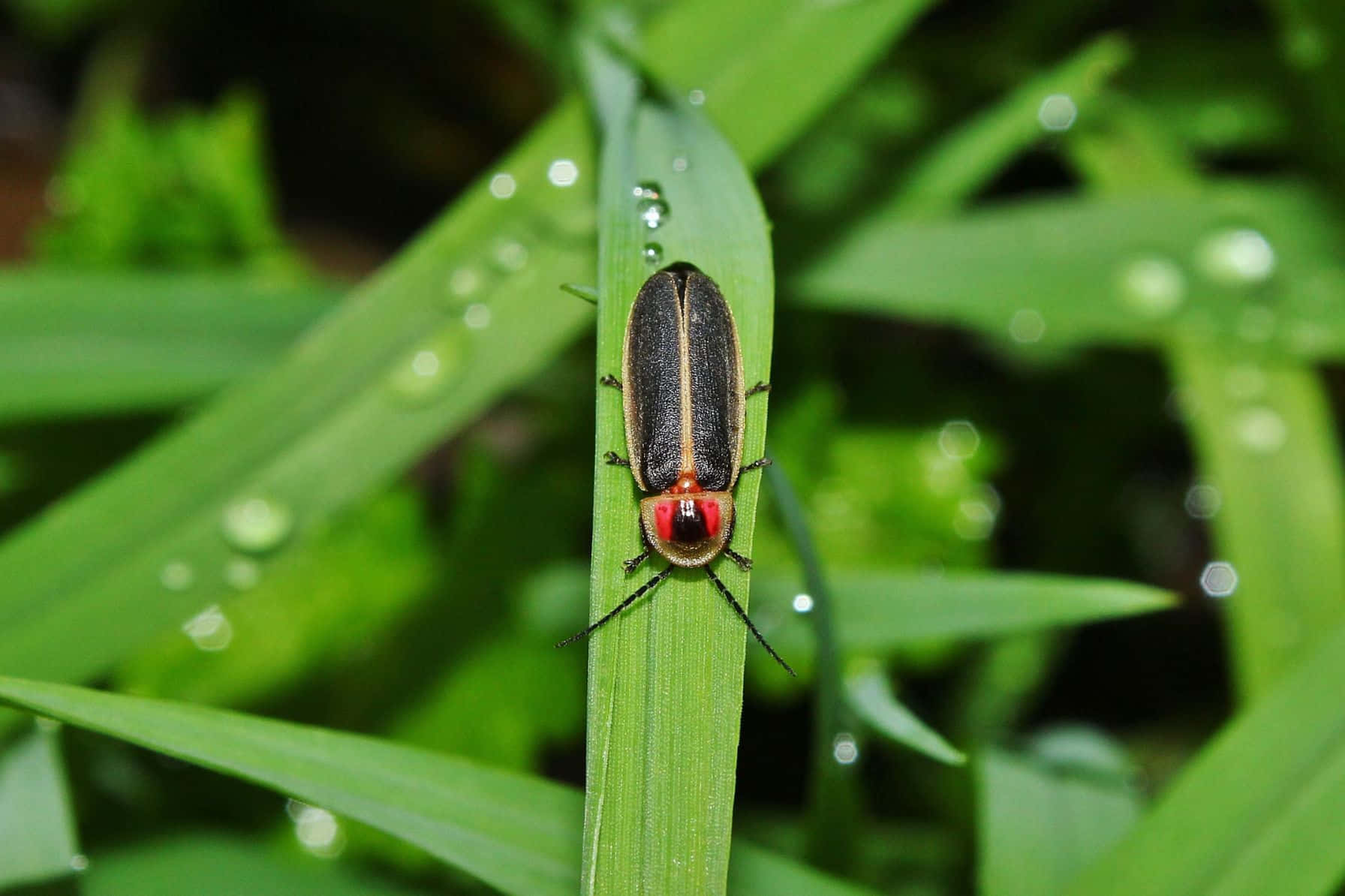 Tulennokka Kasteisella Nurmikolla Taustakuva