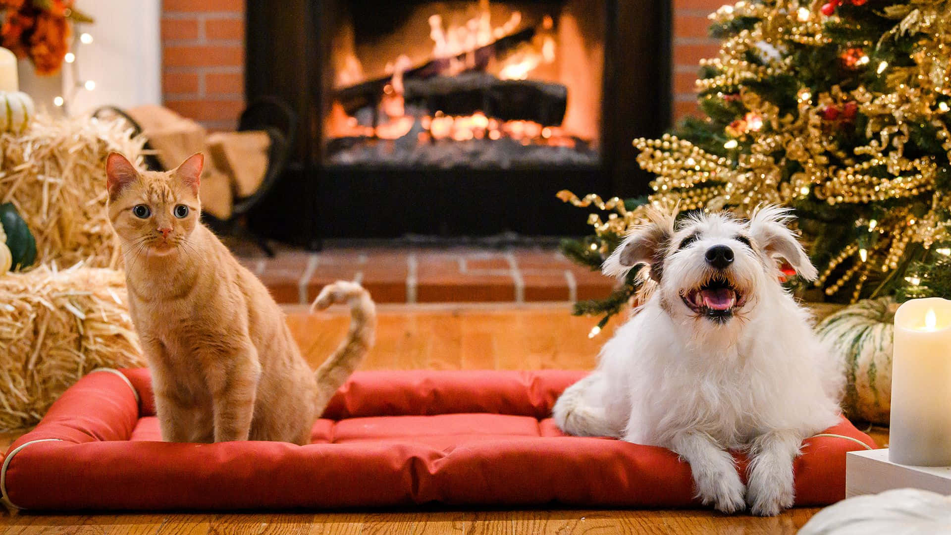 Download Fireplace Zoom Background Dog Cat 
