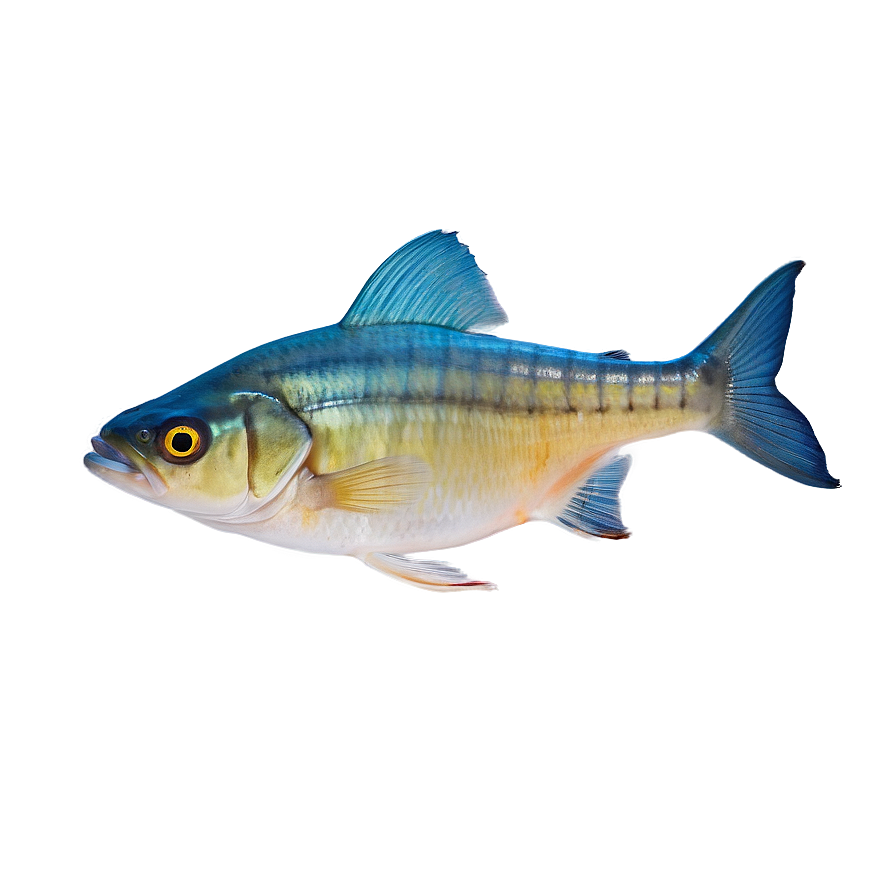 Fish Anatomy Diagram Png 06132024 PNG