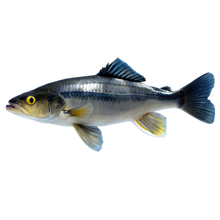 Fish B PNG