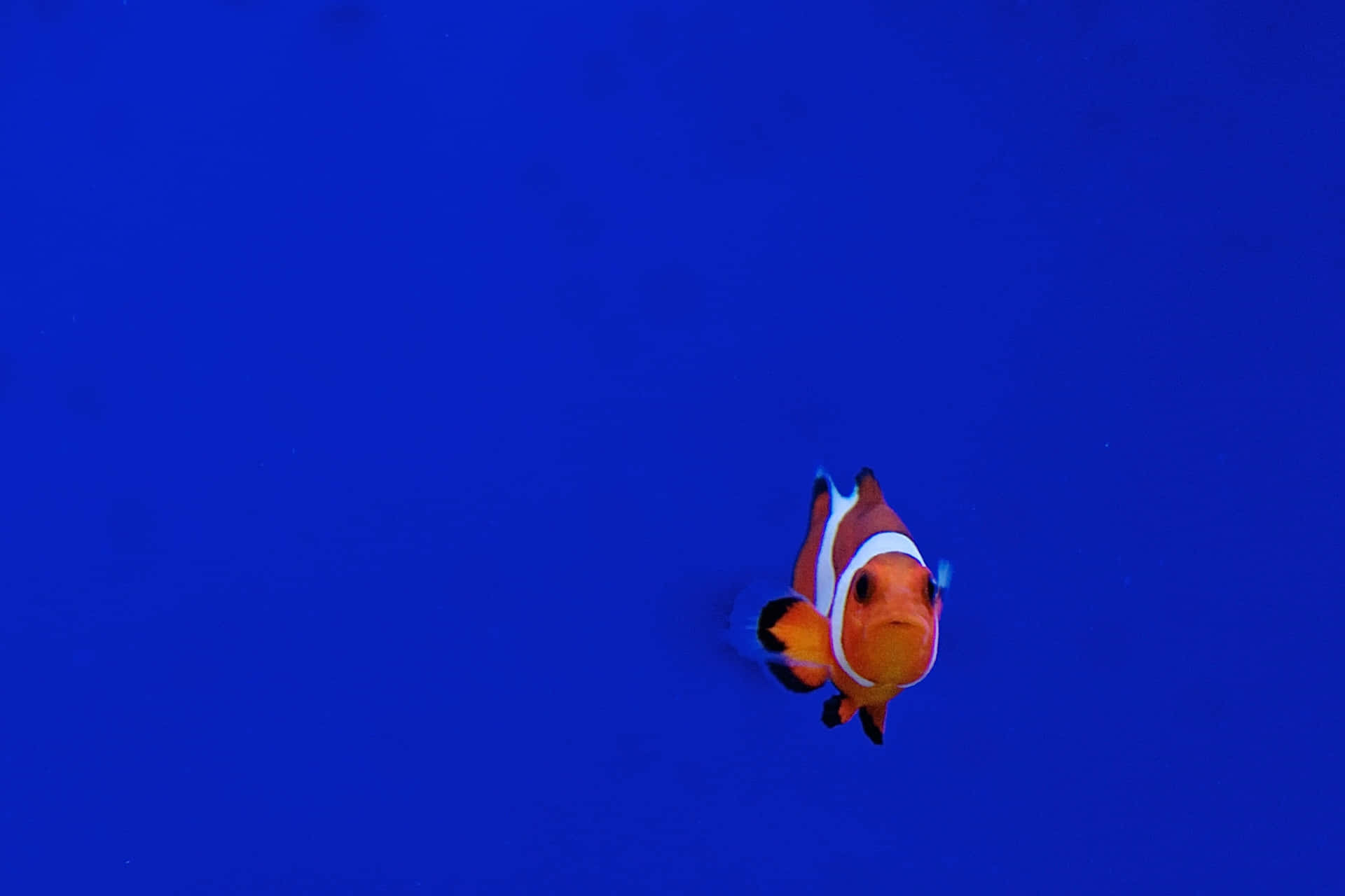 Fish Background