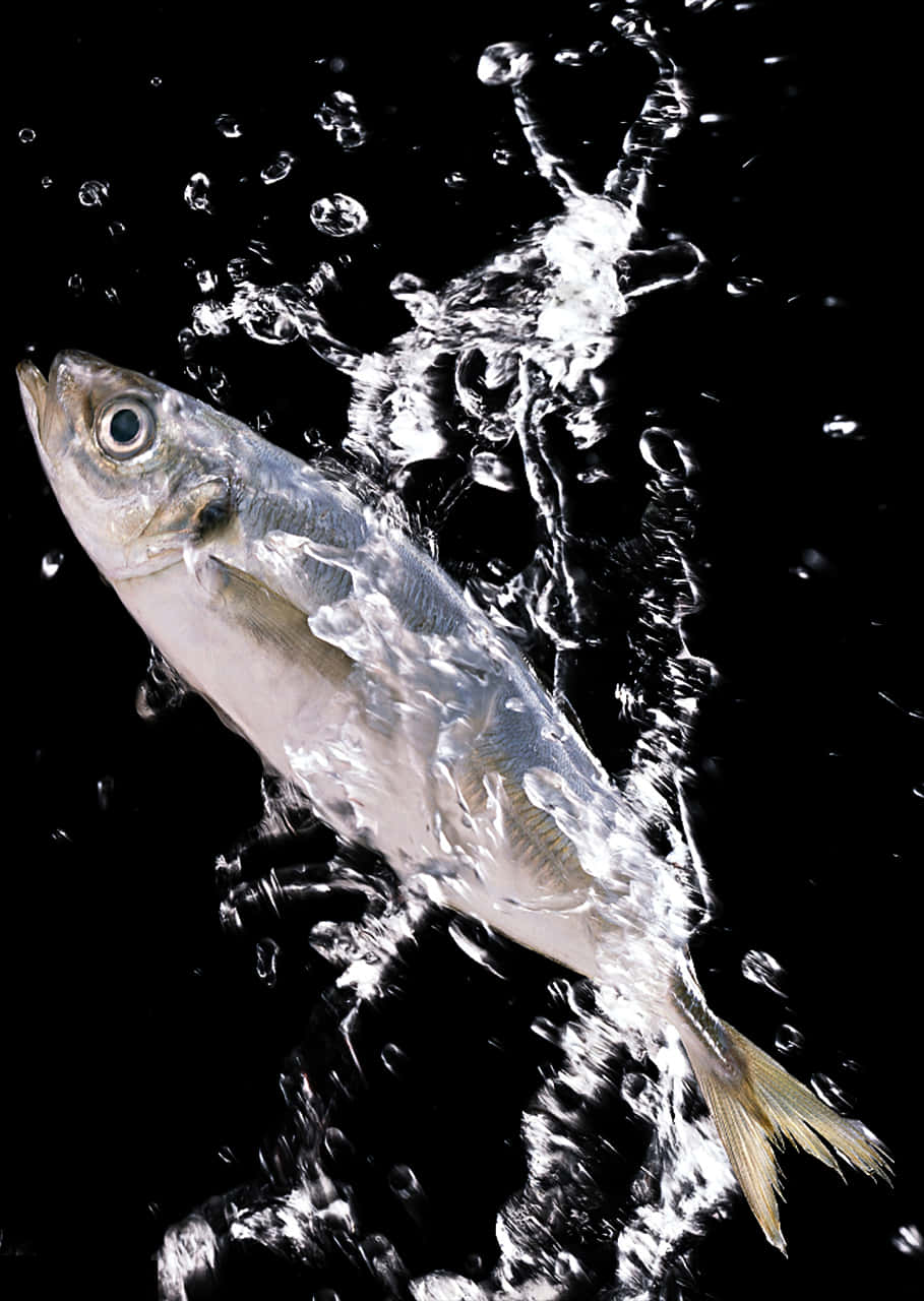 Fish Caughtin Water Splash Photography PNG