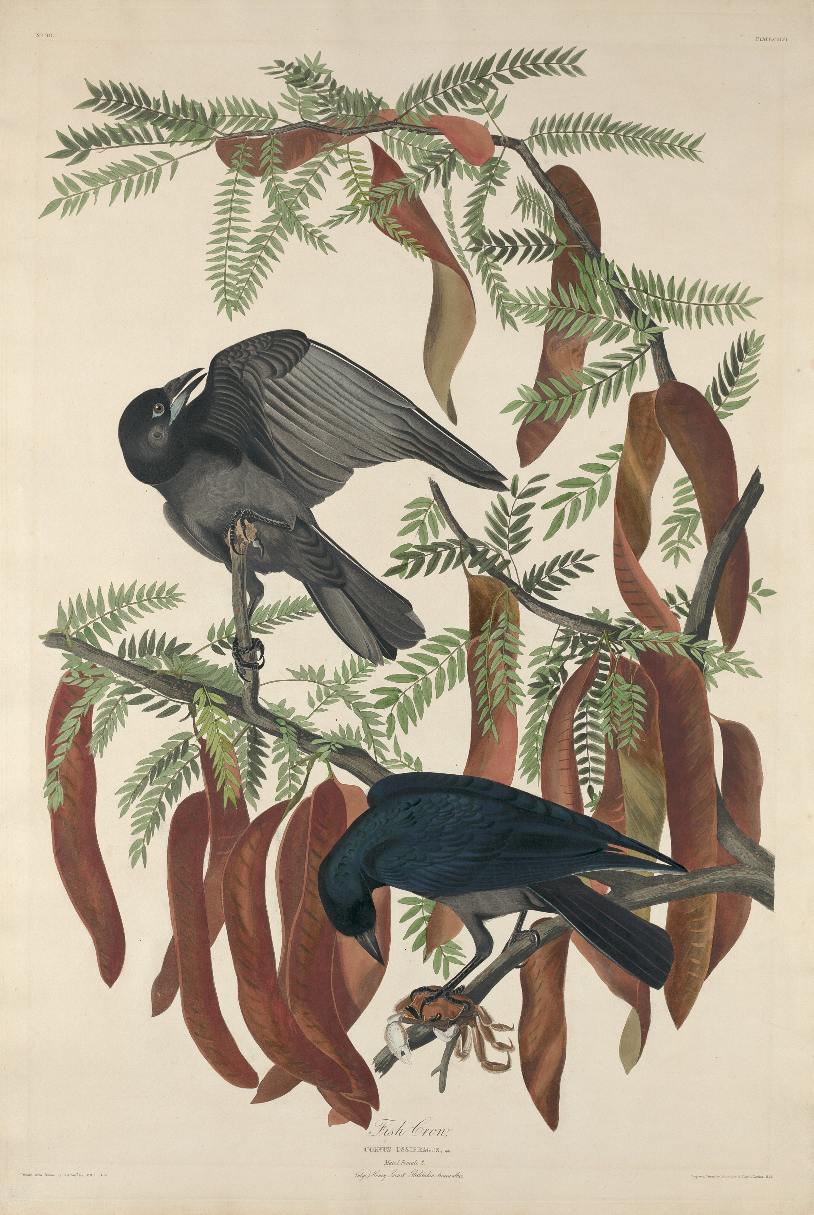 Fish Crow Wallpaper