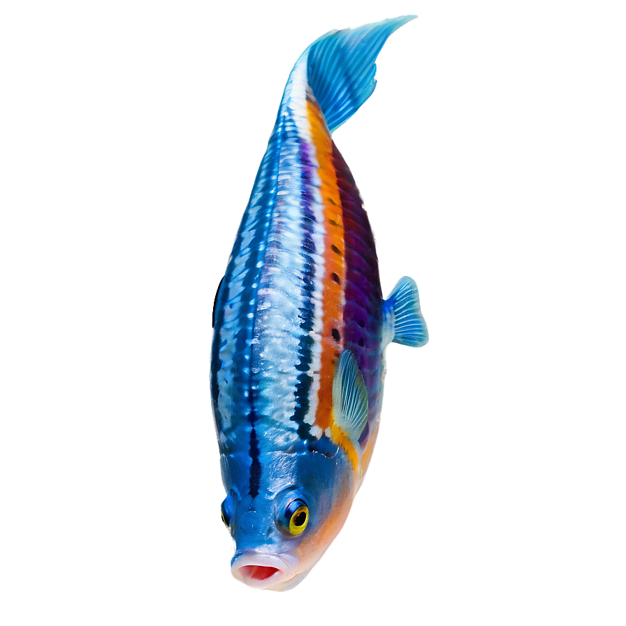 Download Fish D | Wallpapers.com