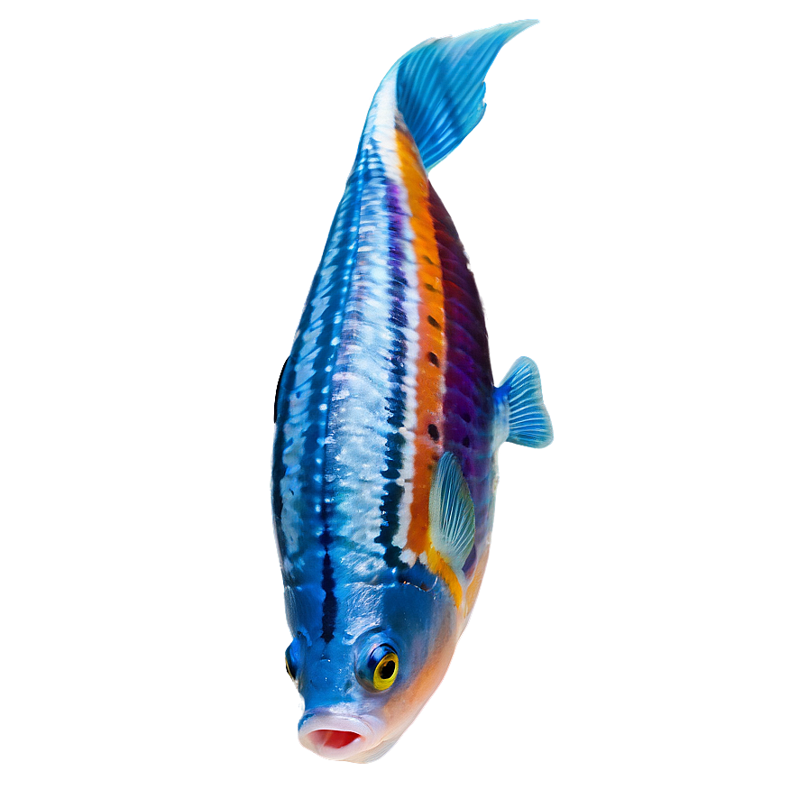 Fish D PNG