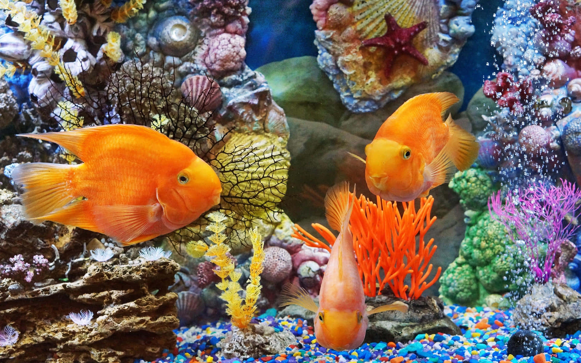 Download Fish Desktop Wallpaper 