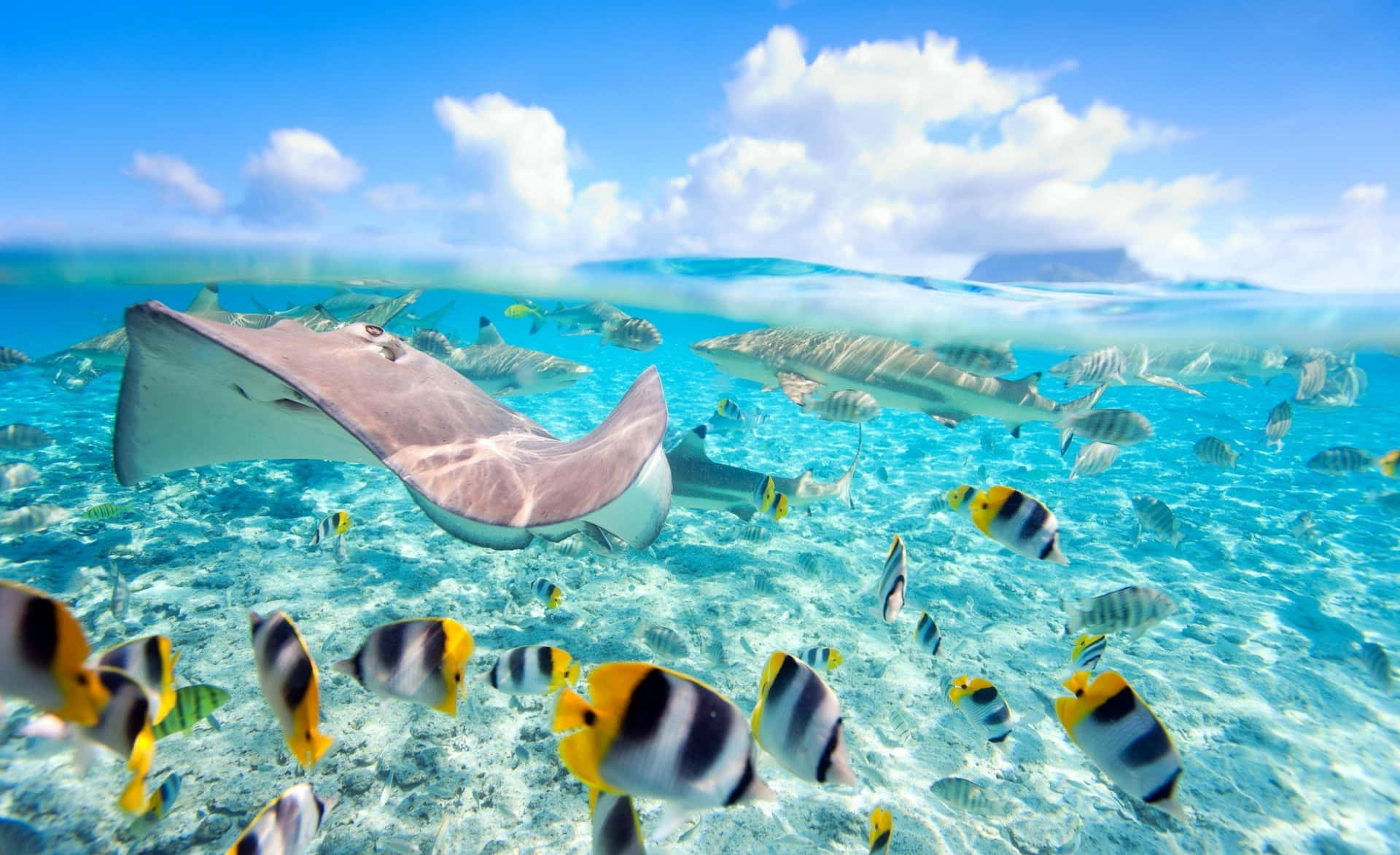 Fish And Stingray On Sea Desktop Wallpaper