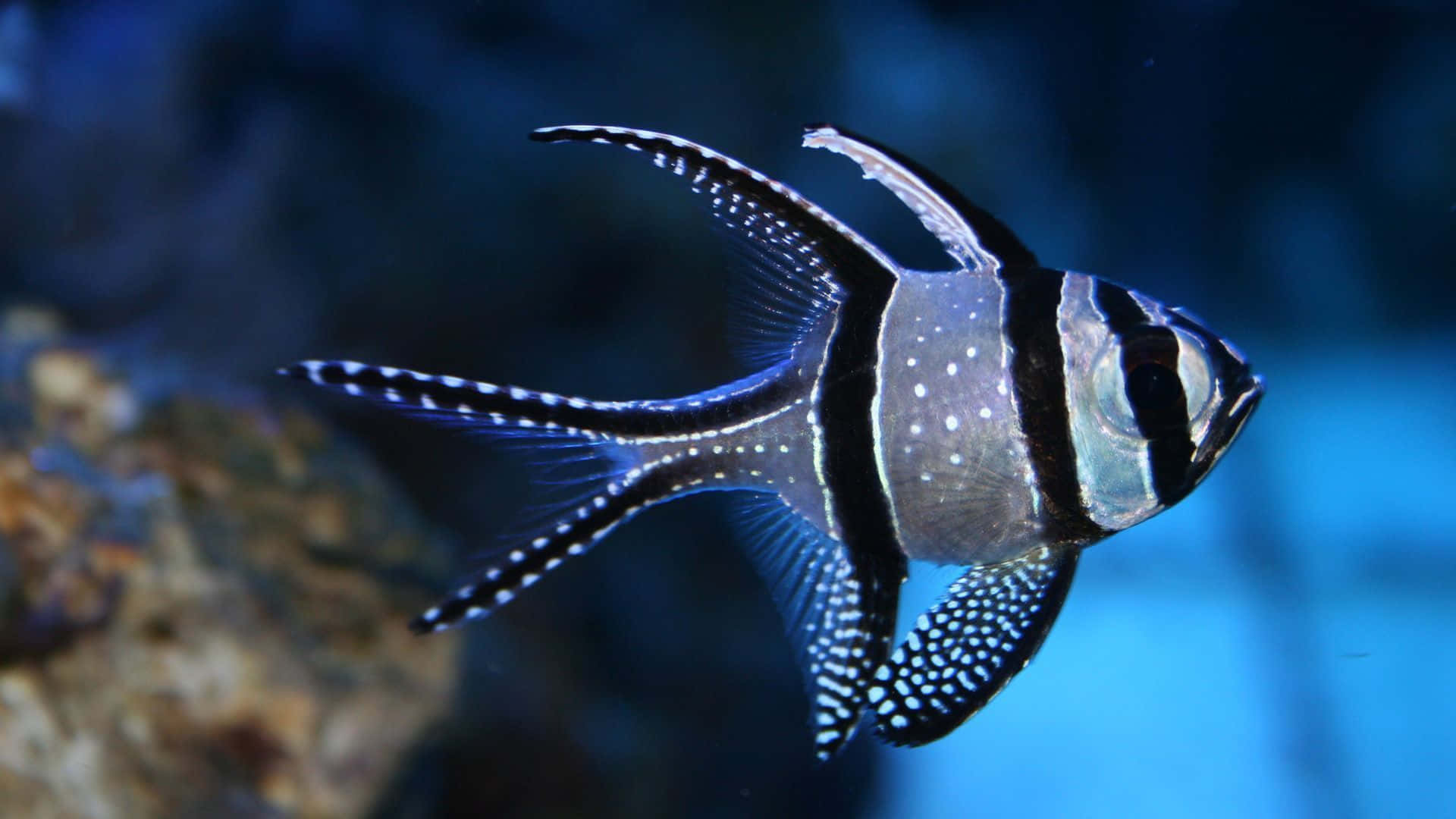 Imsand Schwimmen: Ein Wunderschöner Blau-grüner Fisch Genießt Seine Subtropische Umgebung. Wallpaper