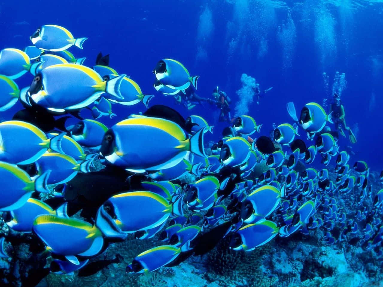 Desktopbildschirm Mit Pulverblauen Segelflossentangfischen Wallpaper