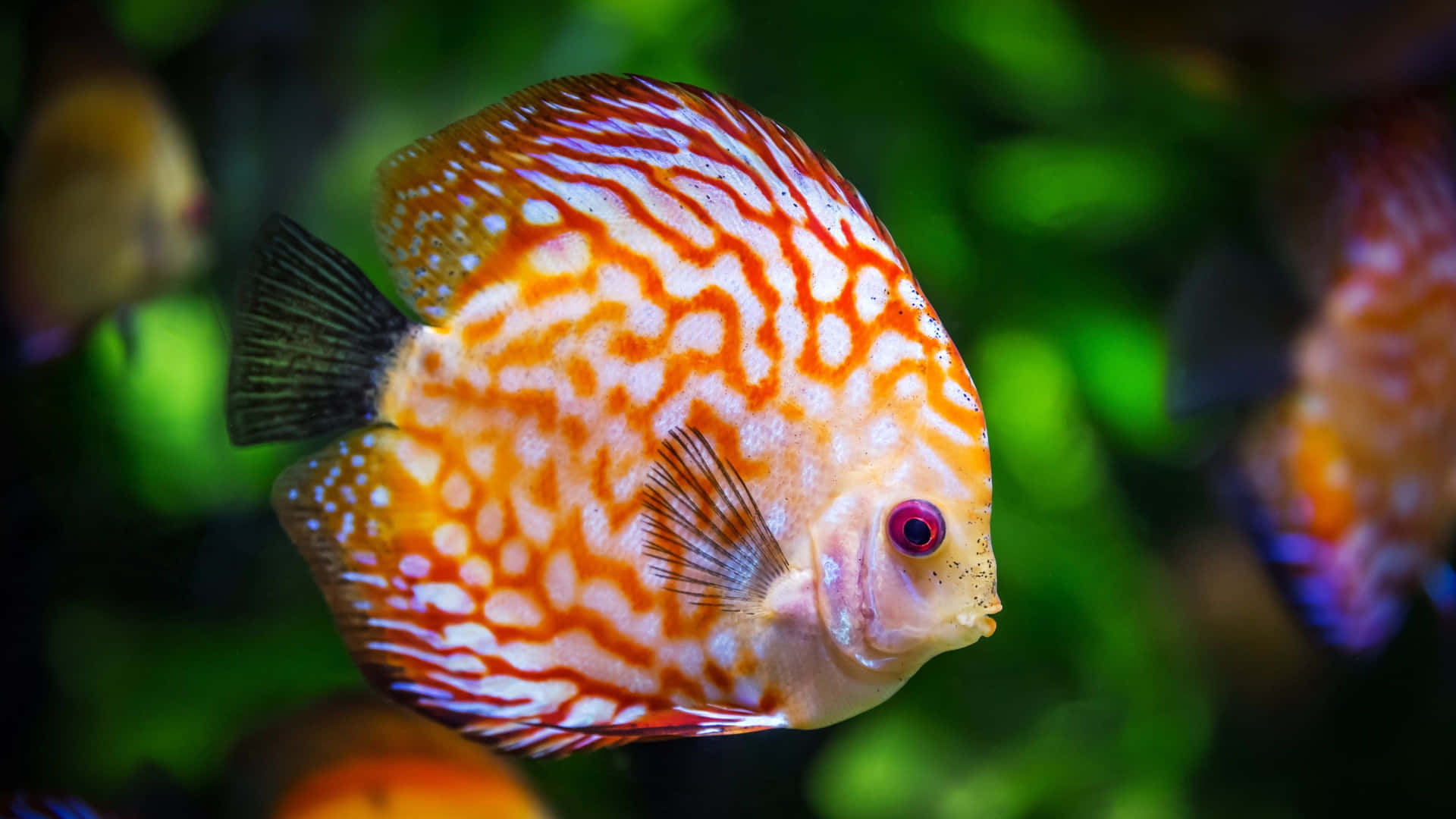 Discus Fish In An Aquarium Wallpaper
