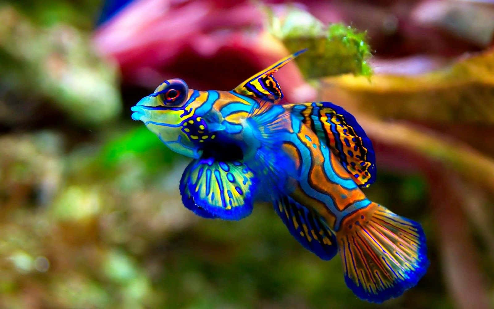 Et farverigt fisk svømmer i en akvarium Wallpaper