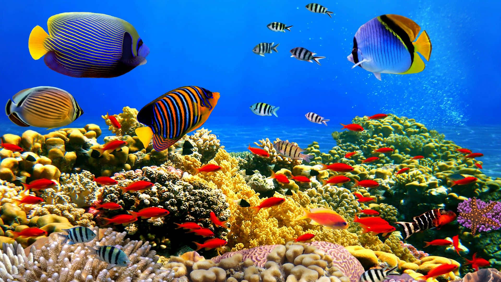 Download Fish Desktop Wallpaper | Wallpapers.com
