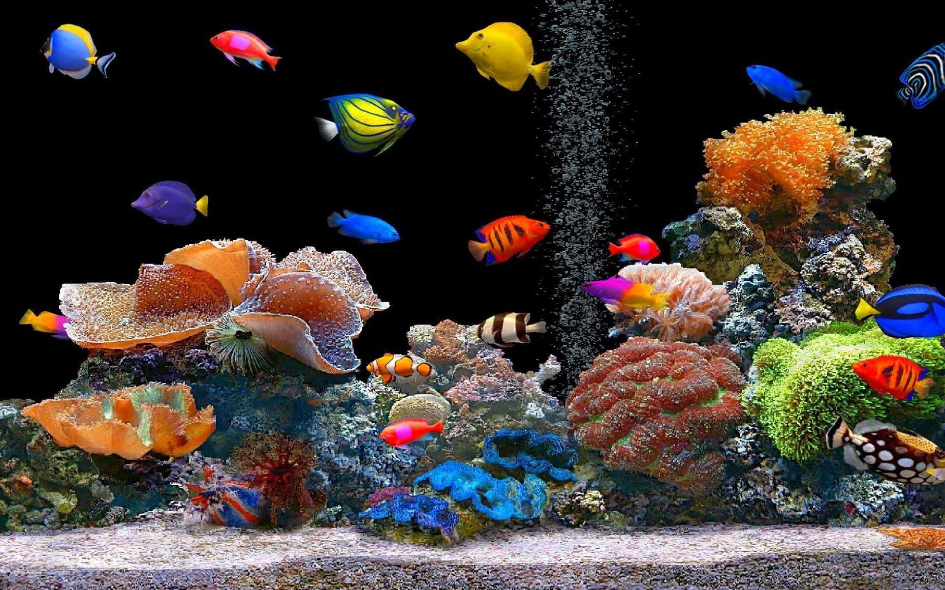 Colorful Fish And Corals Desktop Wallpaper