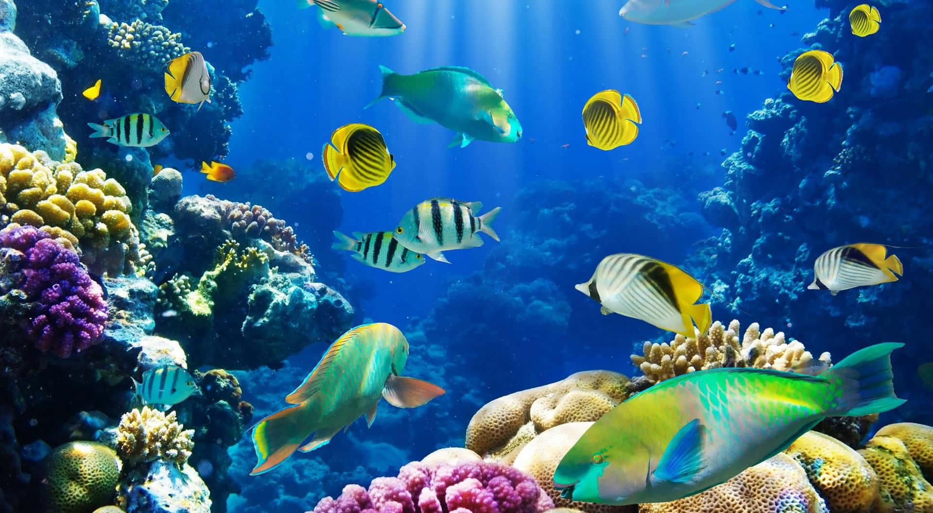 Fargerige havdyr som præger dybderne i havet Wallpaper