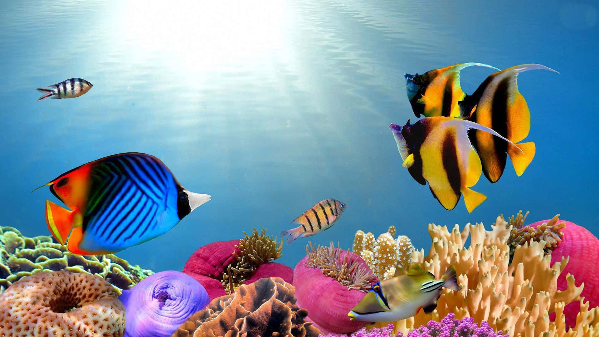 Et farverigt undervandsbillede med fisk og koraller. Wallpaper
