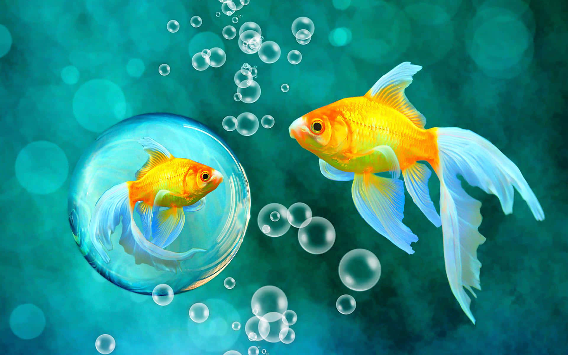 Two Goldfish Swimming In A Bubble Wallpaper