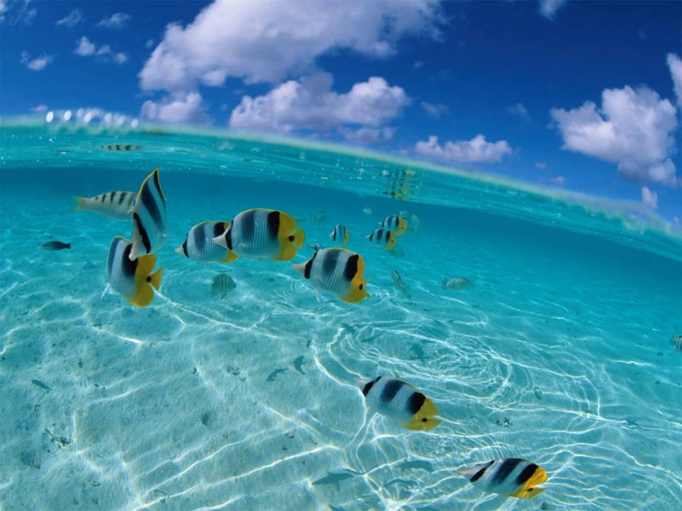 Striped Fish At Ocean Surface Desktop Wallpaper