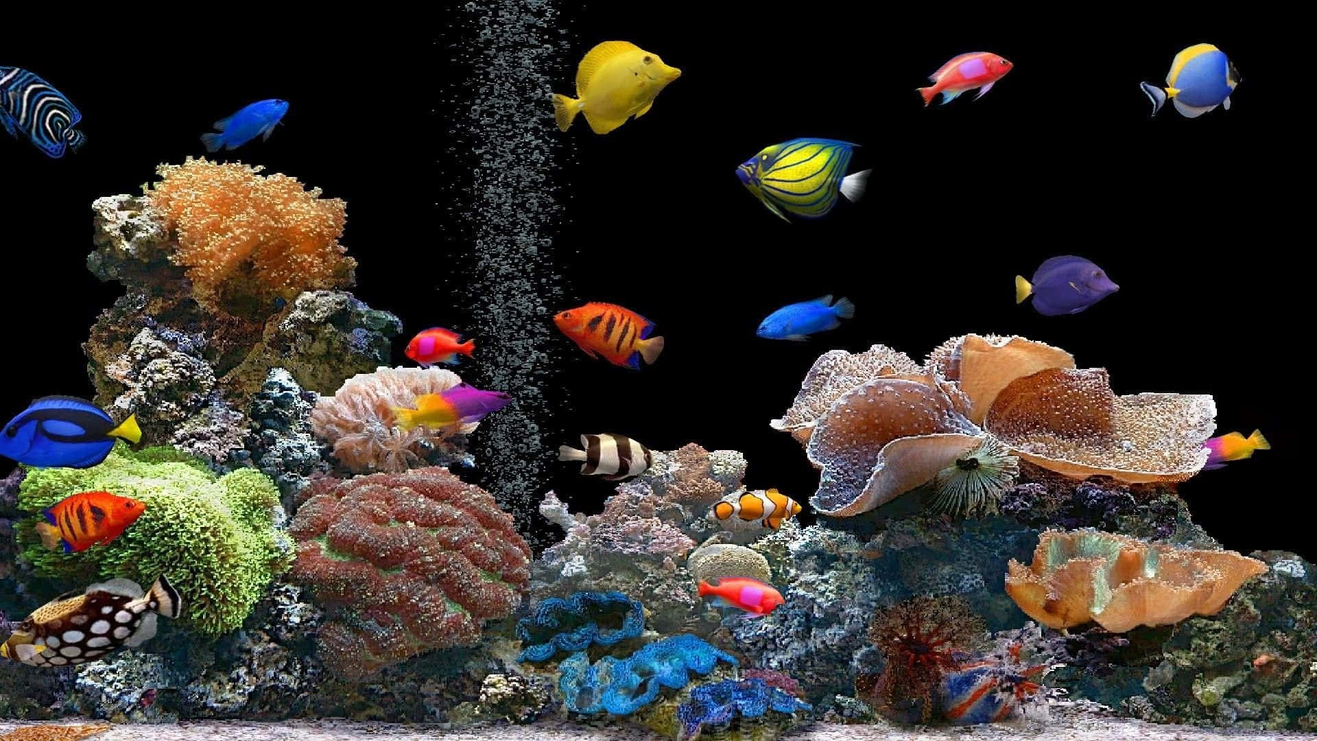 Farverige tropiske fisk svømmer i klart krystalklart vand. Wallpaper