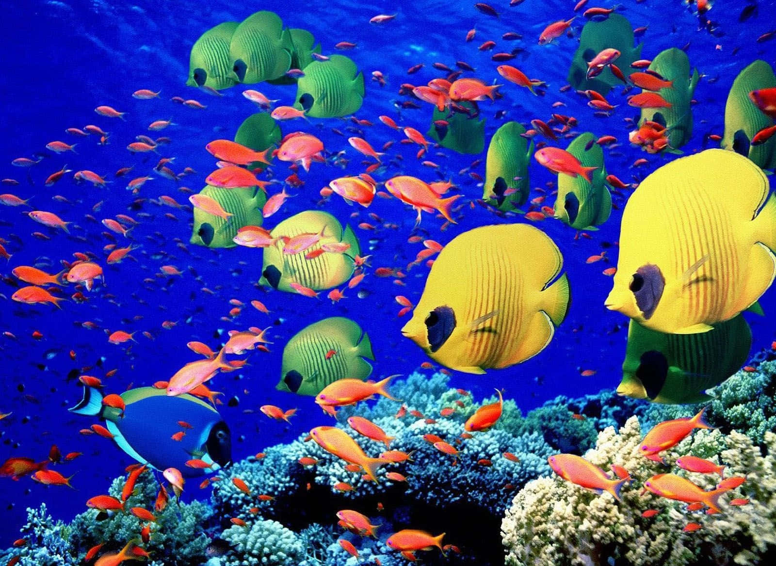 Farverige tropiske fisk på et koralrev Wallpaper