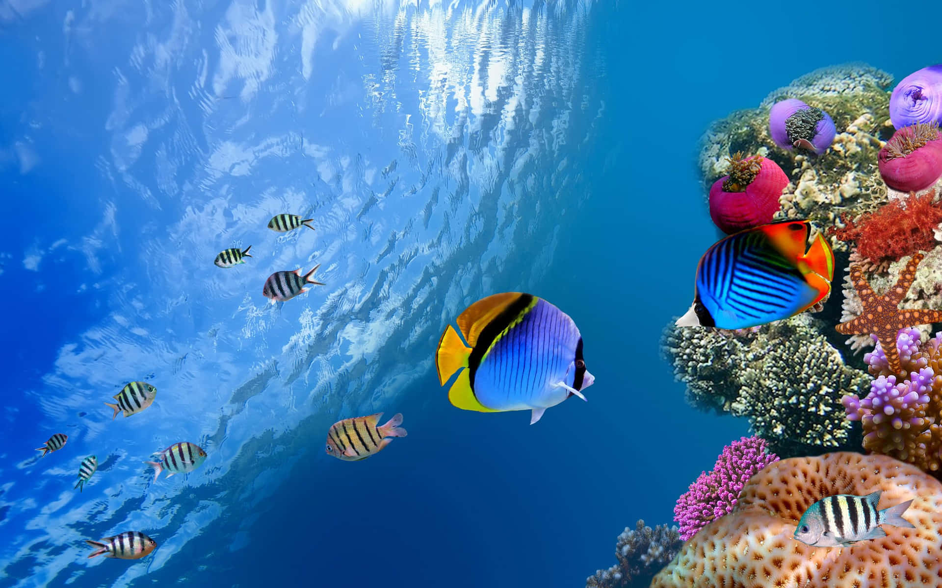 Peixescoloridos Nadando Elegantemente Em Um Paraíso Subaquático. Papel de Parede