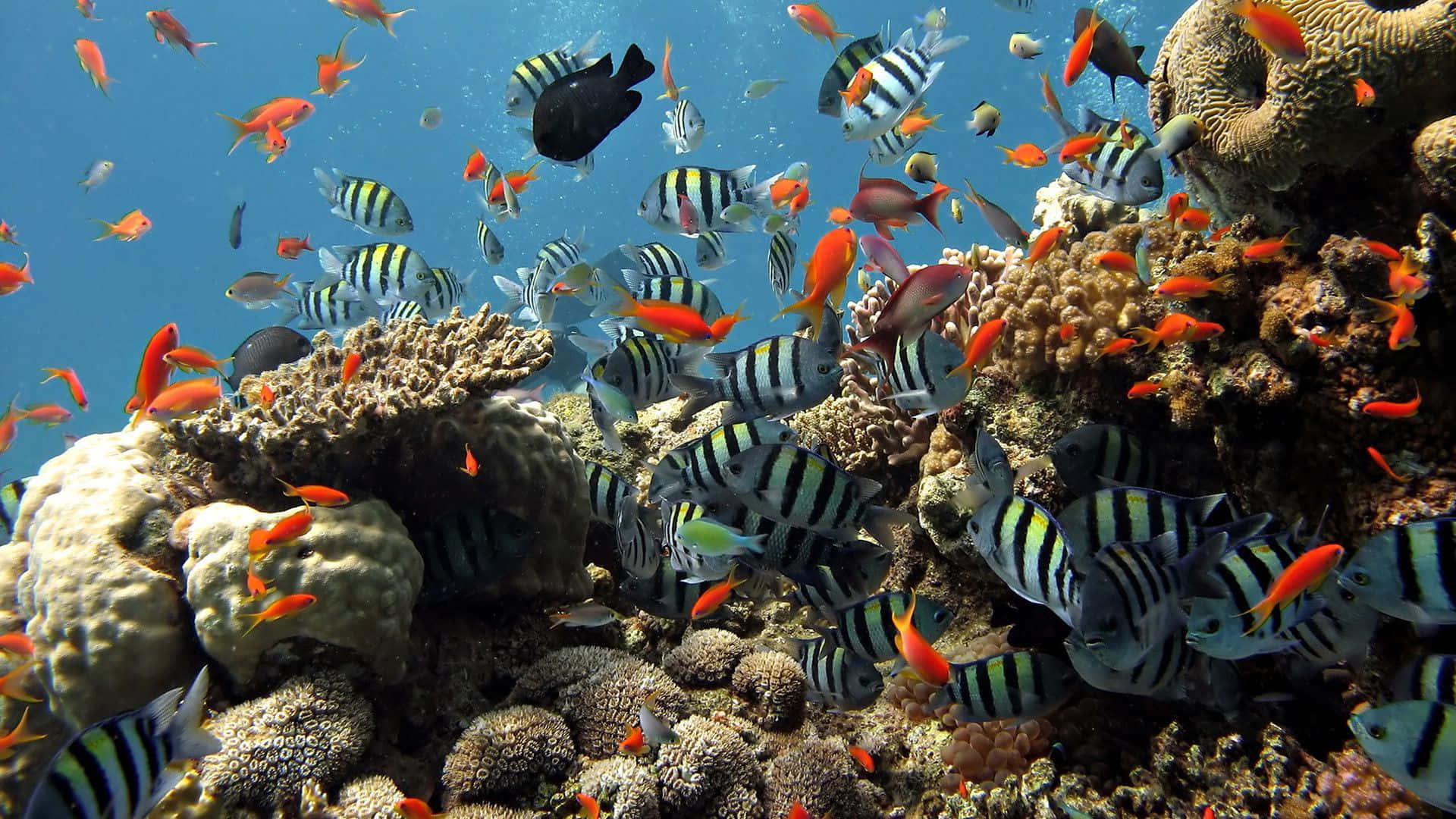 Vibrérnde rød og orange Koi fisk svømmer over aquatiske planter i et dam. Wallpaper