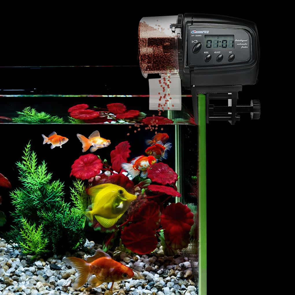 Fish Fed By Automatic Feeder Wallpaper