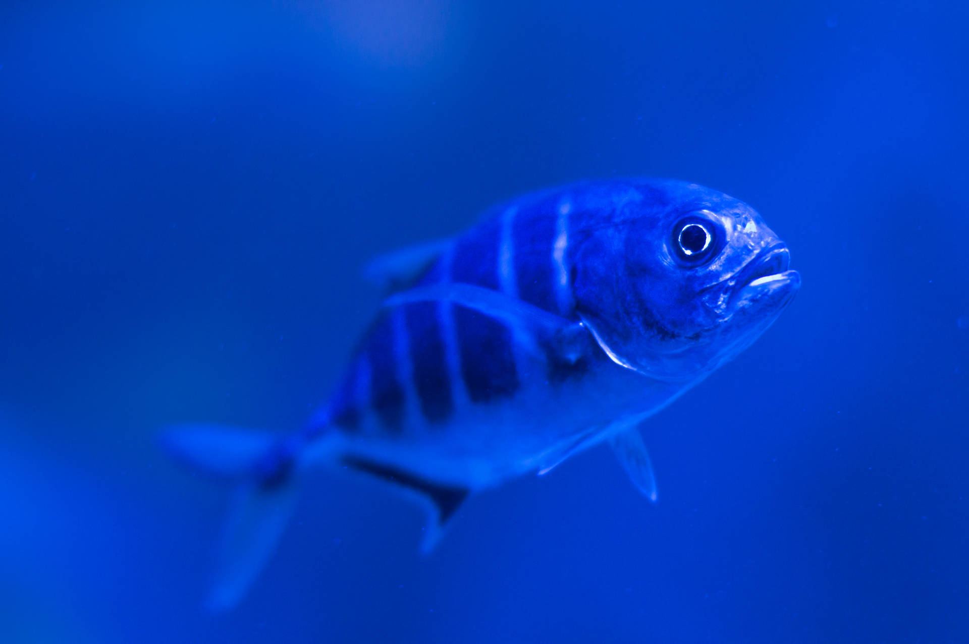 Fischein Blauem Wasser - Beeindruckendes Tier Wallpaper