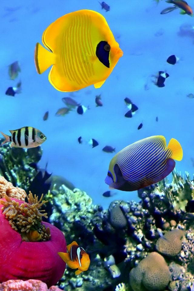 Fish Ocean Live Iphone Wallpaper