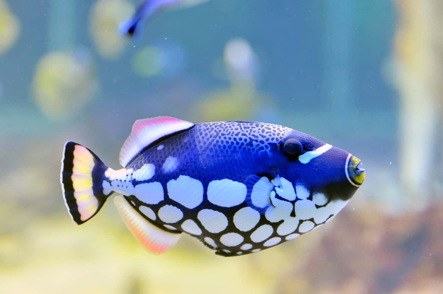 En skole af farverige tropiske fisk svømmer i koralrev vande.