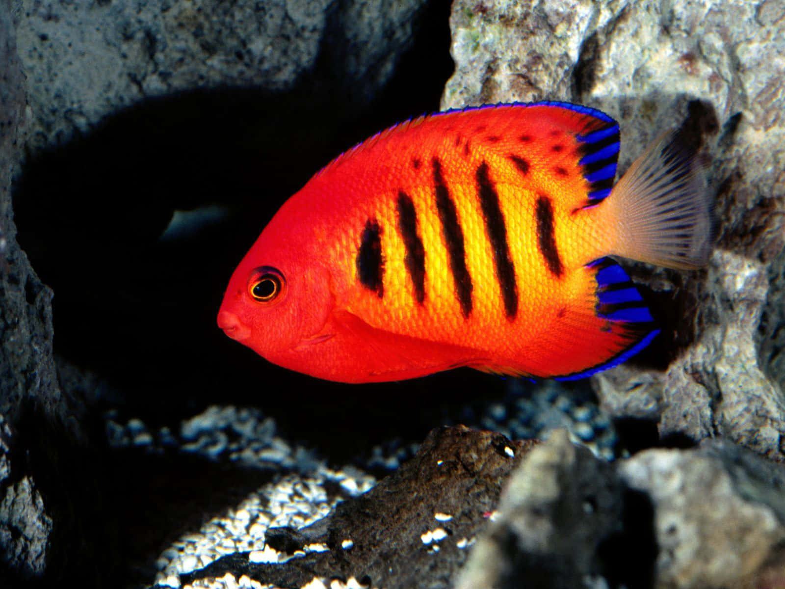 Lysfarvede fisk svømmer langs koralrev